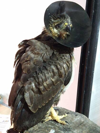 Este sábado, el pichón de águila coronado respira más aliviado, luego de la cirugía de mandíbula realizada en Buenos Aires. Ahora se espera su evolución para poder ser liberado