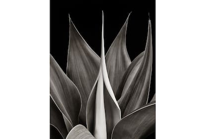 La planta de Mateo II