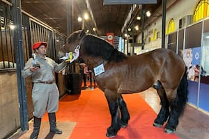 Exposición Rural de Palermo: cómo son los caballos que usaban Napoleón y Julio César
