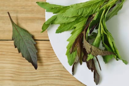 Este té es utilizado para aliviar problemas estomacales (Foto Pexels)