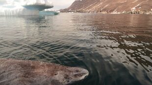 Este tiburón, cerca de la bahía de Disko Bay deambula por el oeste de Groenlandia.