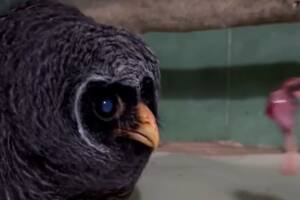 Este tipo de aves se encuentra muy amenazada (Captura: @fundacionazara)