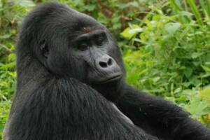 Uganda: matan a uno de los 1000 gorilas de espalda plateada que quedaban
