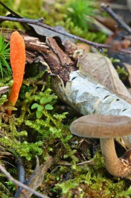 Este tipo de hongo se considera un parásito.
Foto: iStock