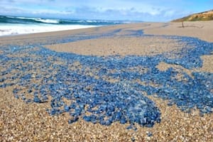 Las criaturas azules y “gelatinosas” que sorprendieron en las playas de California
