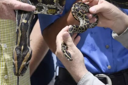 Este tipo de serpientes constrictoras habitan Florida desde la década del 70. Fuente: PA