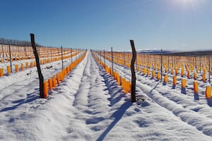 La bodega argentina que produce los vinos más australes del mundo en un clima extremo