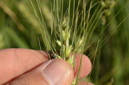 Esteban Bilbao: “No hay mucho margen para crecer sin forzar el manejo técnico y agronómico”