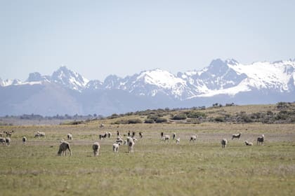 Esteppa inicia su implementación en 150.000 hectáreas y proyecta mediciones de carbono desde 2026