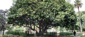 Diez árboles históricos de la Argentina que mantienen la memoria viva