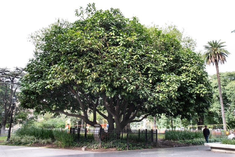 .Esterculia de Plaza Lavalle