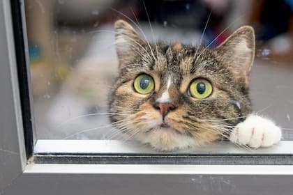 Esterilización de gatos en el barrio