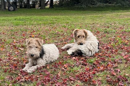 Estética, bienestar animal y salud vegetal no compiten, se potencian