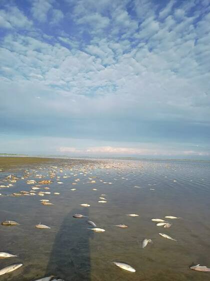 Estiman autoridades de la zona estiman que murieron más de 15 mil ejemplares, de distintas especies de río