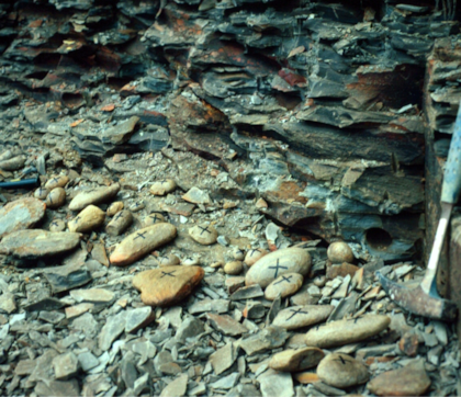 Esto encontraron en Mazon Creek, en Illinois