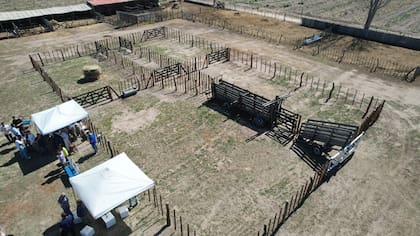 Esto facilita el accionar de la Policía Rural, de la Dirección de Ganadería y de la Justicia, evitando traslados costosos y mejorando la competitividad del sector, dijeron