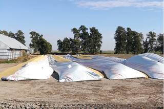 "Estamos expuestos". La bronca de otros dos productores con silobolsas rotos