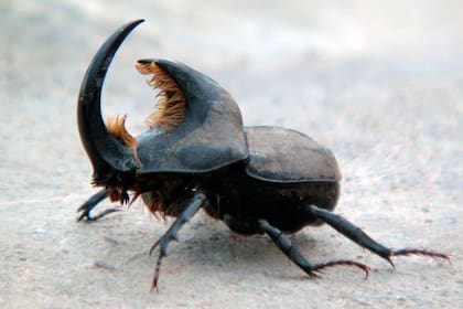 Estoico, el macho del escarabajo rinoceronte va en busca de una compañera y nada parece detenerlo