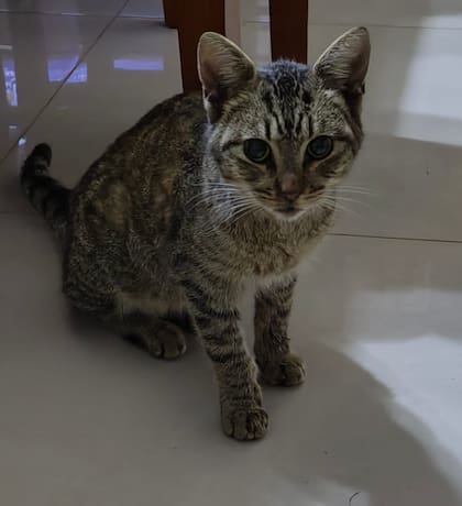 Estornudos frecuentes; secreción nasal; ojos llorosos, rojos o inflamados; salivación excesiva; úlceras o heridas en la boca; fiebre y, en casos graves, dificultad para respirar o pérdida de apetito son los síntomas más comunes de las infecciones respiratorias en gatos.