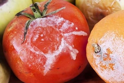 Estos alimentos son propensos a desarrollar moho negro