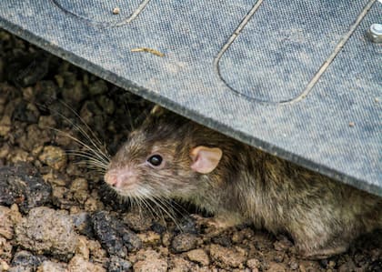 Estos animales eligen estratégicamente lugares dentro y alrededor de las viviendas para formar sus madrigueras
