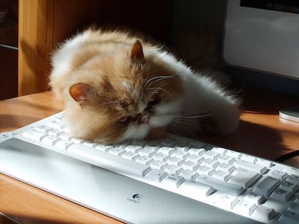 Estos animales se frotan contra los objetos para dejar su olor