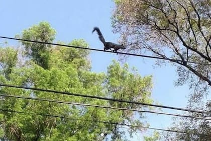 Estos animales son considerados una plaga en la zona