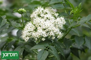 5 árboles nativos para veredas angostas