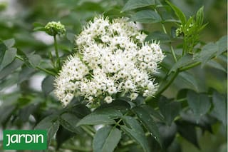 5 árboles nativos para veredas angostas