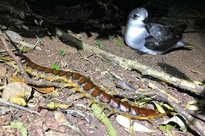 Estos enormes artrópodos carnívoros desempeñan un papel fundamental en las redes alimentarias del ecosistema insular