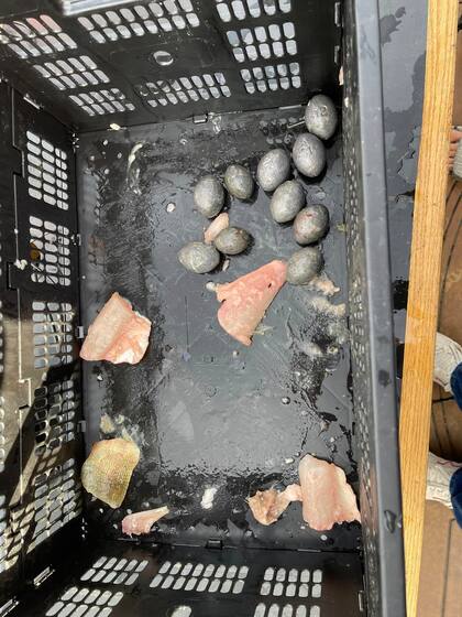 Estos fueron los rellenos que los pescadores utilizaron