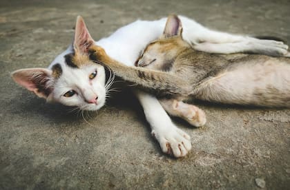 Estos gatos inteligentes y sociables disfrutan la compañía humana y animal