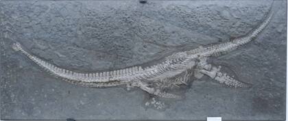 Estos gigantes reinaron los mares hace más de 183 millones de años (Foto: Sachspal)