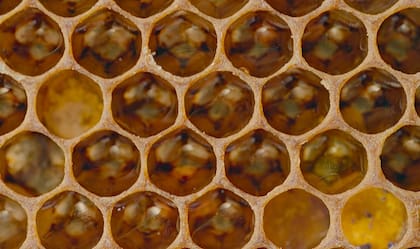 Estos insector conforman estructuras perfectas en sus panales (Foto: National Geographic)