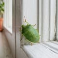 Chinches verdes en casa: qué significa su presencia y cómo retirarlas sin riesgos