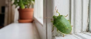 Chinches verdes en casa: qué significa su presencia y cómo retirarlas sin riesgos