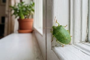 Chinches verdes en casa: qué significa su presencia y cómo retirarlas sin riesgos