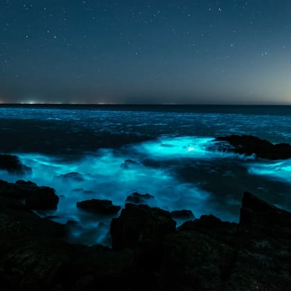 Estos microorganismos llamados noctilucas se concentran en espacios donde hay agua calma y brillan al acumularse