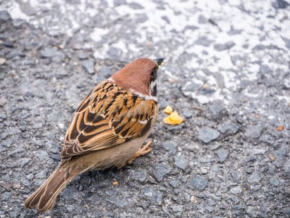 Estos pájaros son apreciados por su buena suerte (Foto: Freepik)