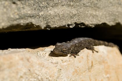 Estos reptiles ayudan a mantener las plagas lejos del hogar (Foto: Freepik)
