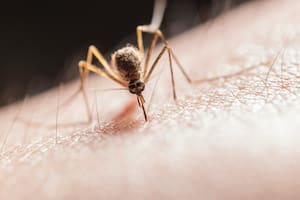Estos son los elementos infalibles para ahuyentar a los mosquitos de casa