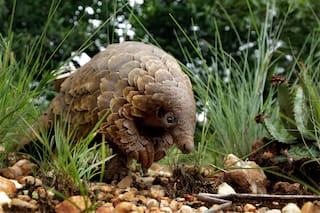 Estos tímidos osos hormigueros escamados son los mamíferos más traficados del mundo