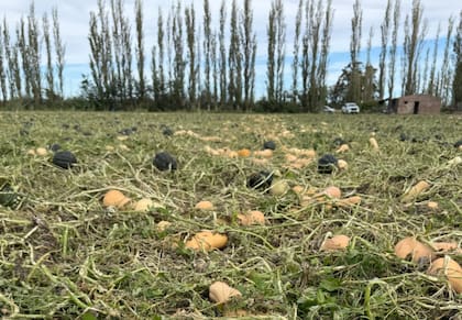 Estragos tras la tormenta de granizo en el Valle Medio rionegrino