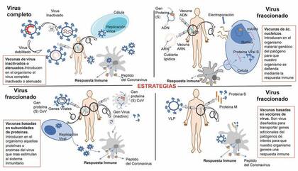Estrategias de desarrollo de vacunas contra el SARS-CoV-2