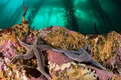 Estrellas de mar se extienden sobre una roca cubierta de algas coralinas incrustadas, estos invertebrados se alimentan de esponjas y otros animales en el fondo del mar