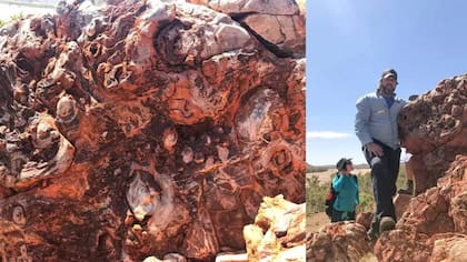 Estromatolitos fósiles de 3.450 millones de años, cerca de Marble Bar en Pilbara.
