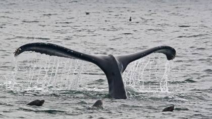 Estudiando a las ballenas jorobadas, Fish descubrió una forma de diseñar aviones más estables, submarinos más ágiles y turbinas capaces de capturar más energía del viento y el agua.