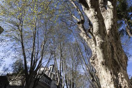 Estudiantes de una escuela porteña proponen reemplazar los plátanos en las calles de la ciudad para reducir alergias