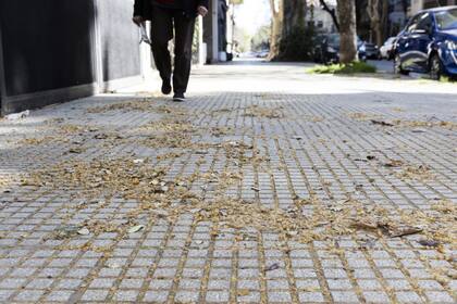 Estudiantes de una escuela porteña proponen reemplazar los plátanos en las calles de la ciudad para reducir alergias