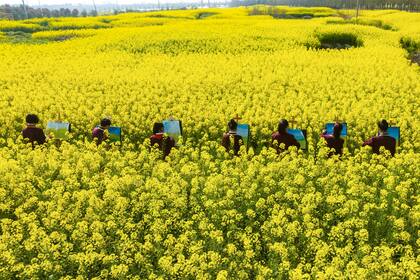 Estudiantes hacen dibujos entre las flores de colza en Haian, ciudad de Nantong, en la provincia de Jiangsu, al este de China, el 28 de marzo de 2023
